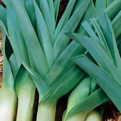 Unwins Seeds - Organic