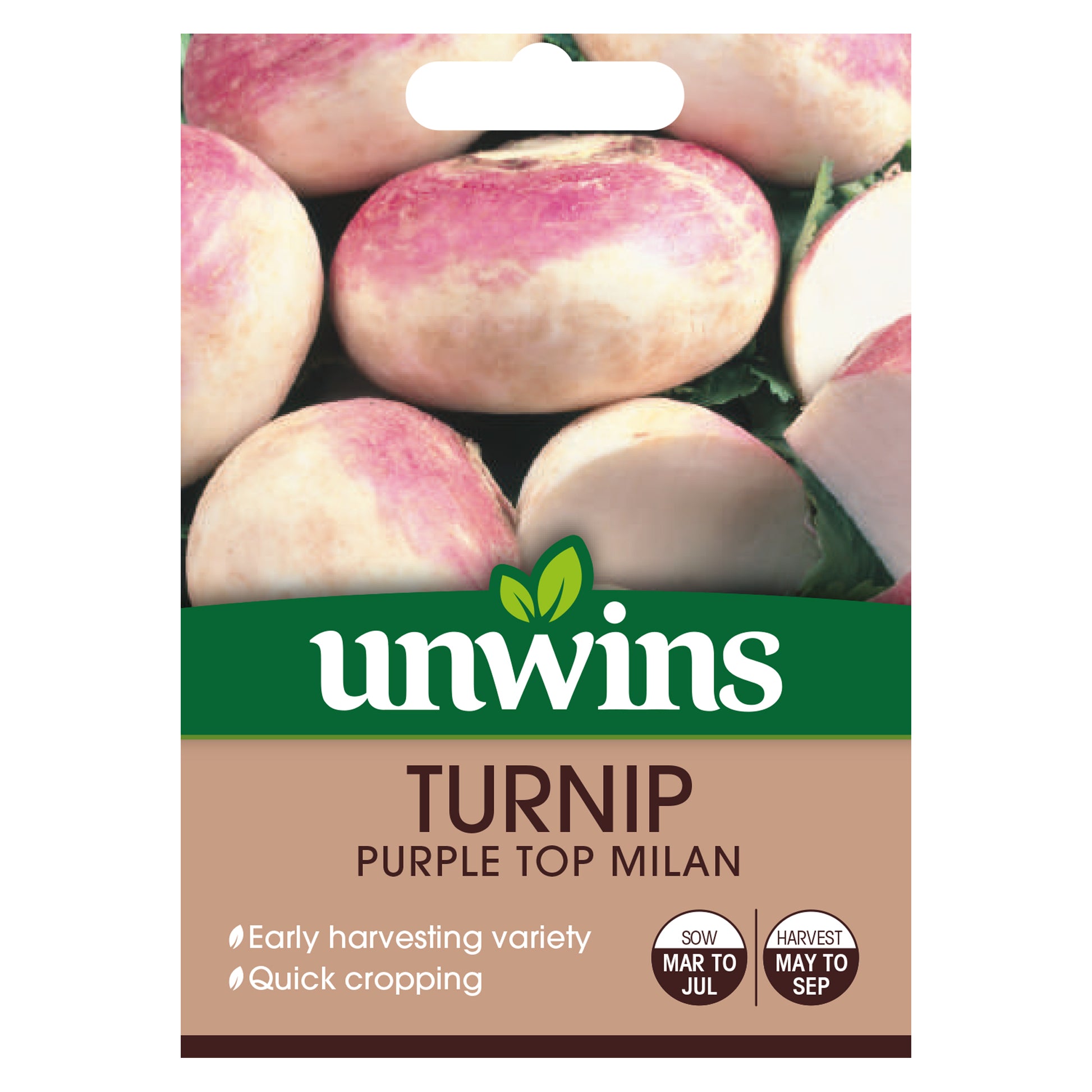 Turnip Purple Top Milan