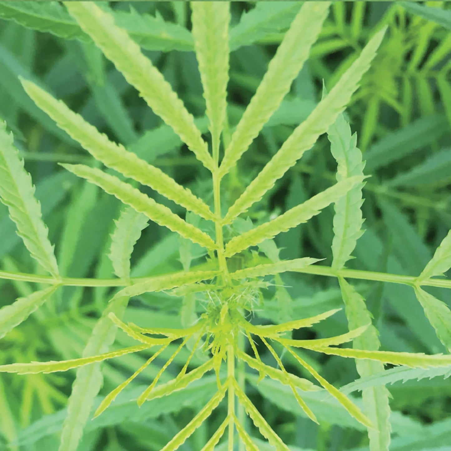 Herb Mexican Marigold