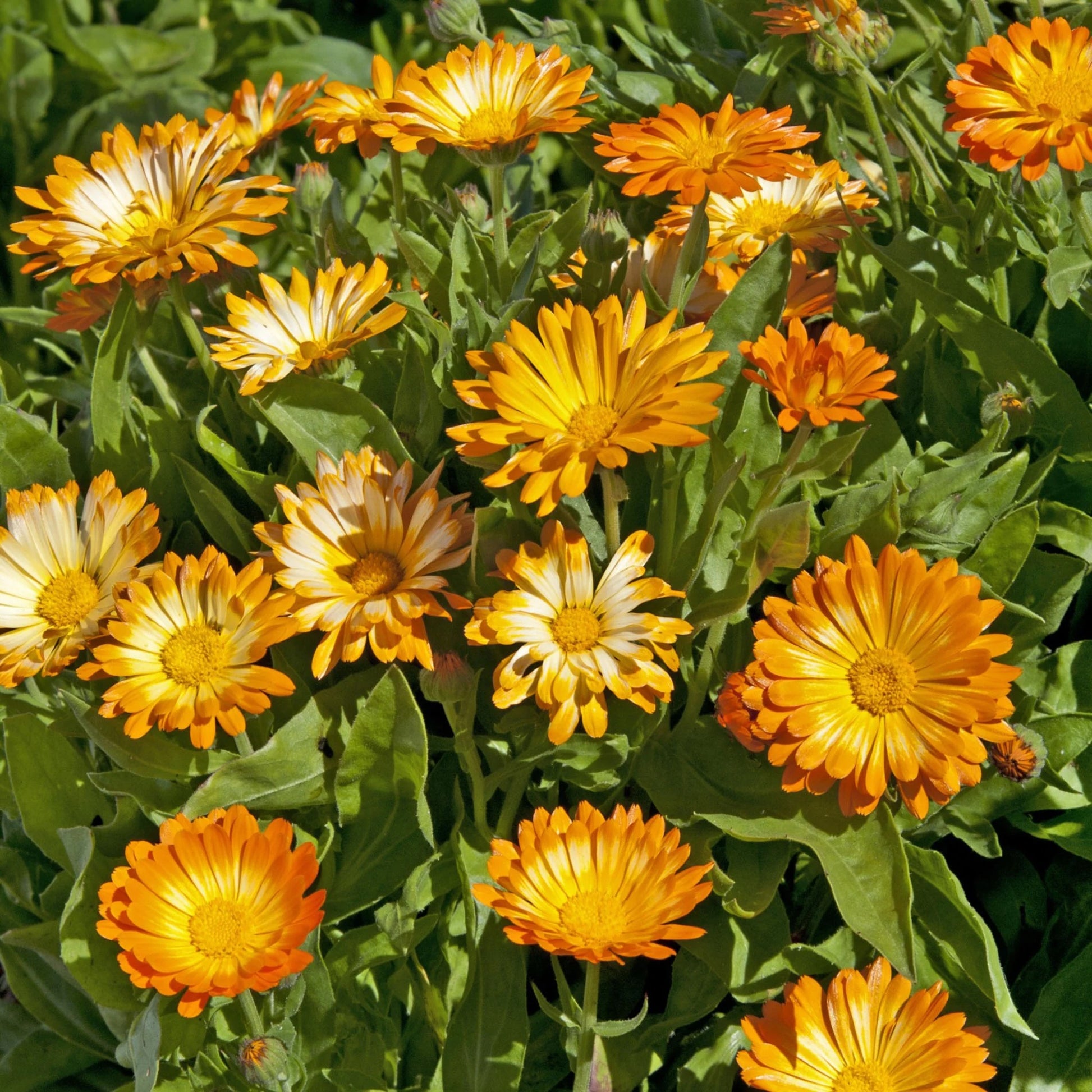Calendula Oopsy Daisy