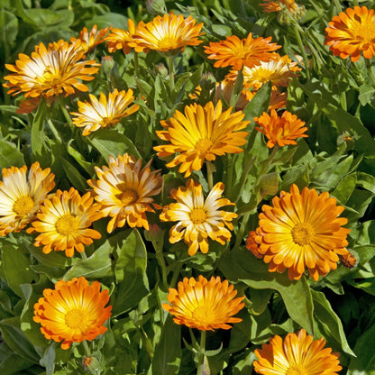 Calendula Oopsy Daisy