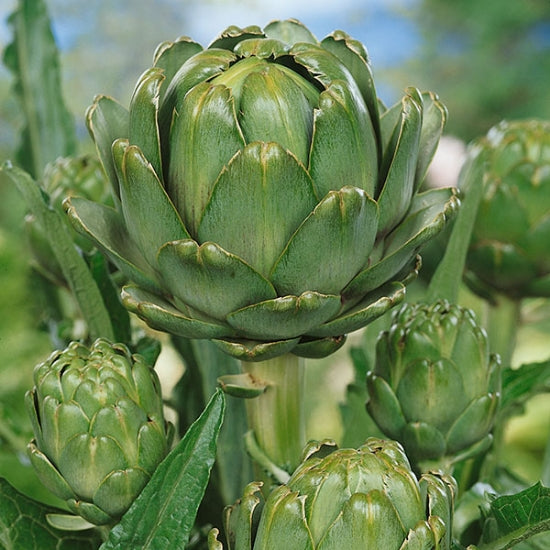 Artichoke Green Globe