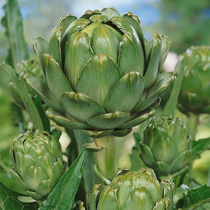 Artichoke Green Globe