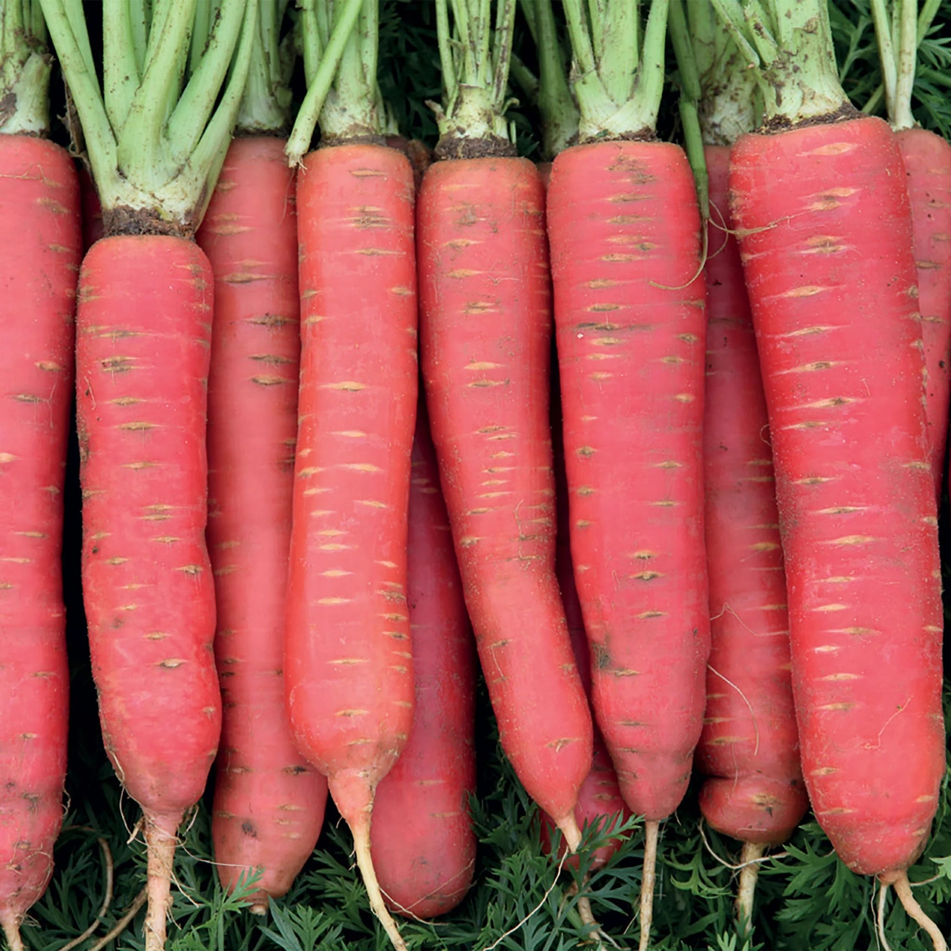 Carrot Redsun F1