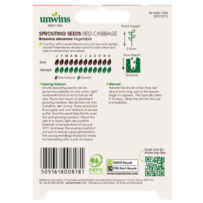 Sprouting Seeds Red Cabbage