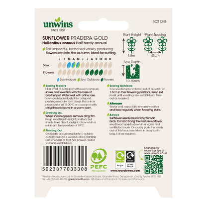 Sunflower Pradera Gold
