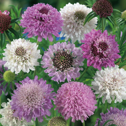 Scabious Pincushion Mix
