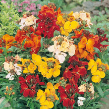 Wallflower Bedder Mix