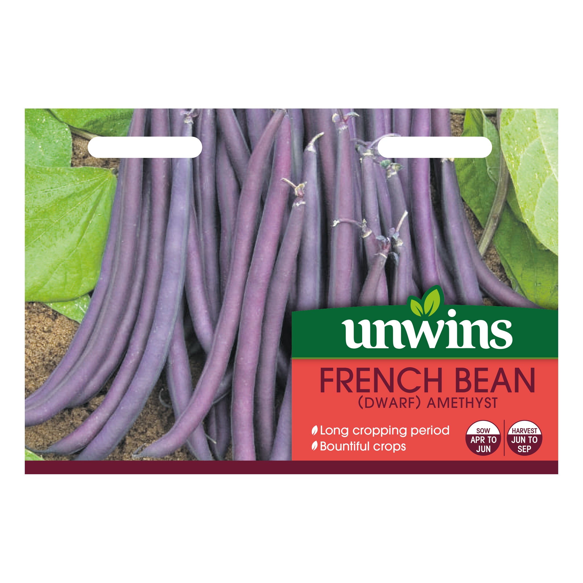 French Bean (Dwarf) Amethyst