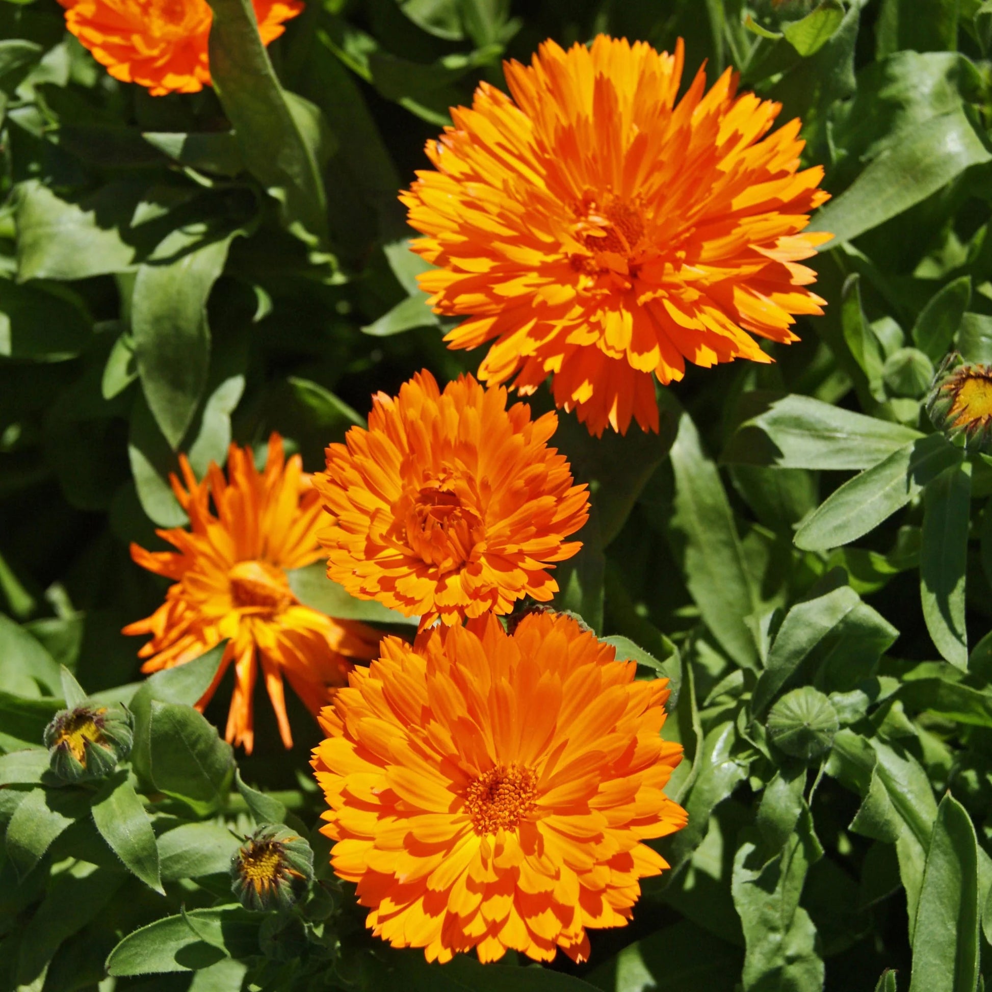 Unwins Sunset Tone Seed Bundle