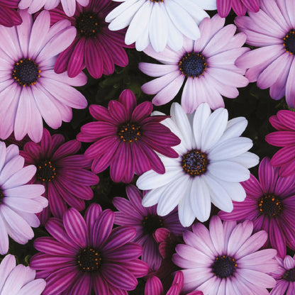Osteospermum Akila Mix F1