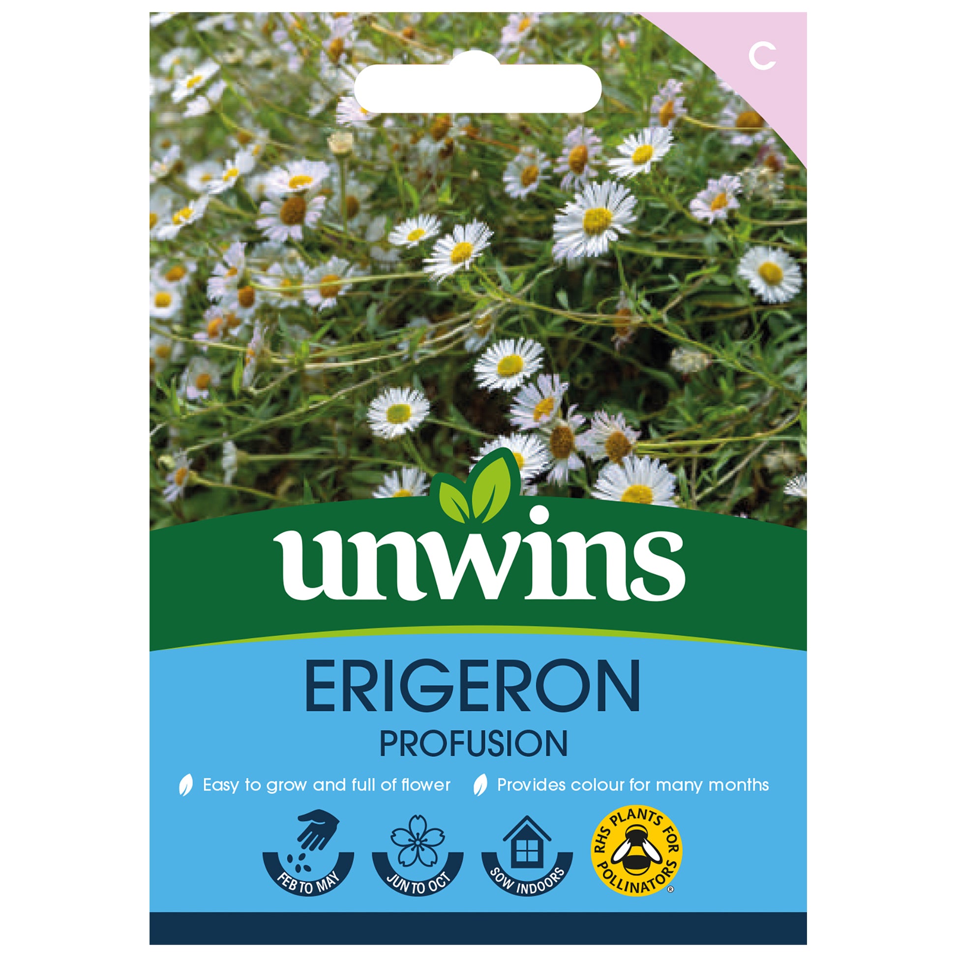 Erigeron Profusion