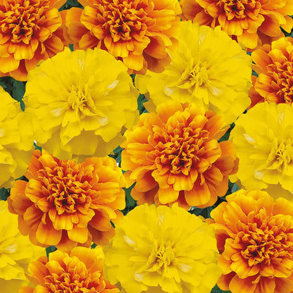 Marigold (French) Citrus Mix