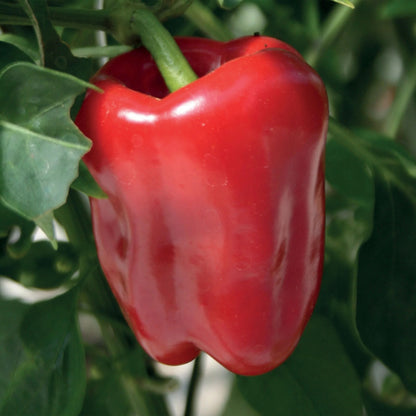 Pepper (Sweet) Red Bell F1