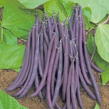 French Bean (Dwarf) Amethyst