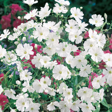 Gypsophila Covent Garden