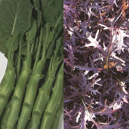 Salad Spicy Collection Pack