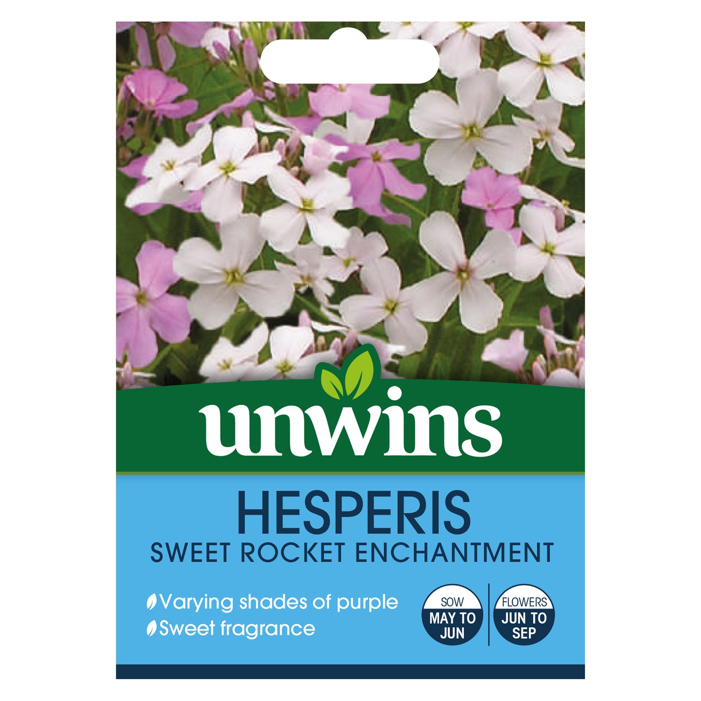 Hesperis Sweet Rocket Enchantment