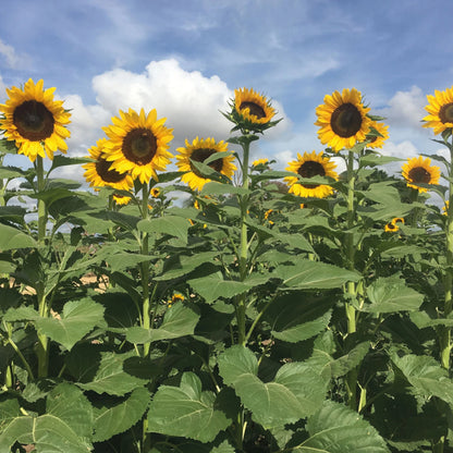 NH Sunflower Tall Timbers