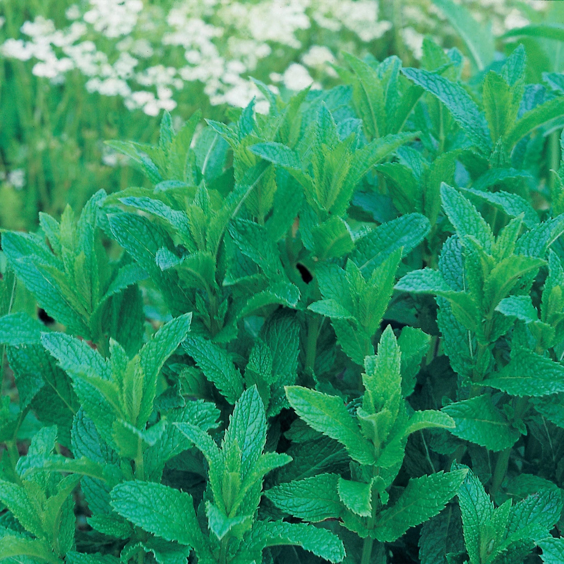 Herb Mint (Garden)