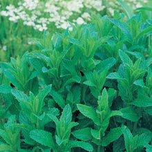 Herb Mint (Garden)