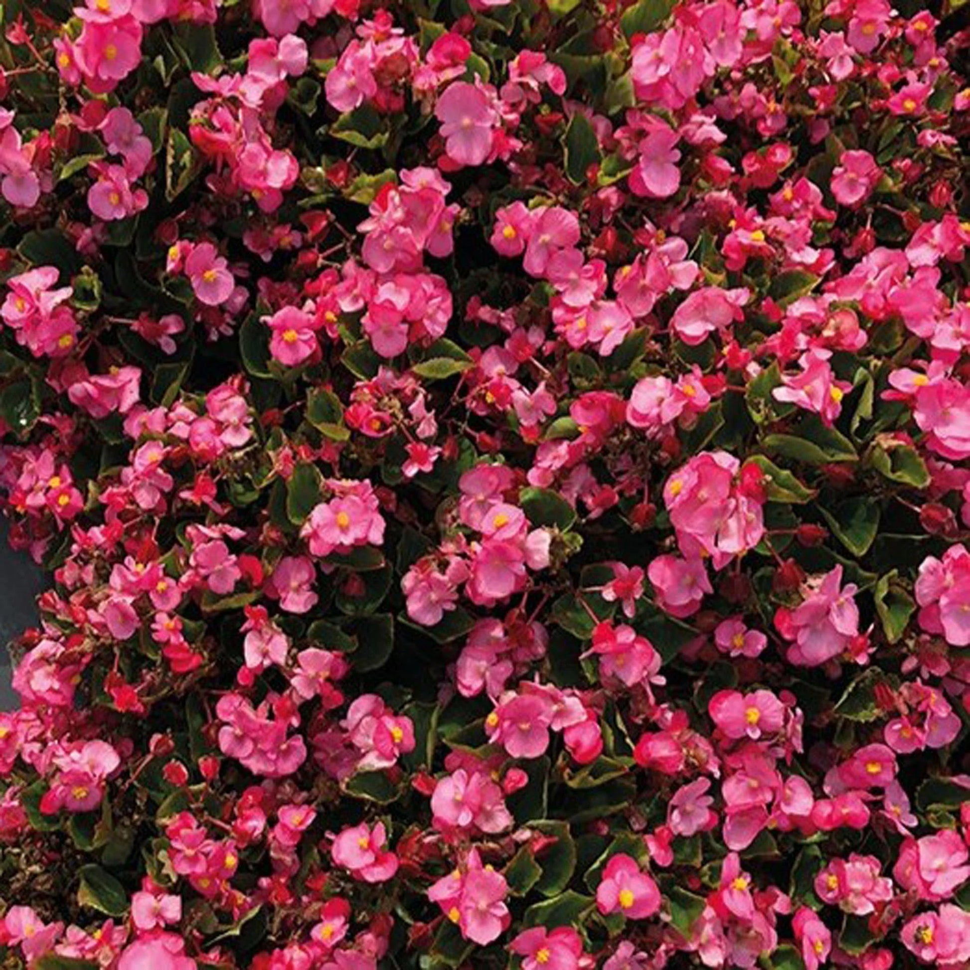 Begonia Super Cool Pink F1