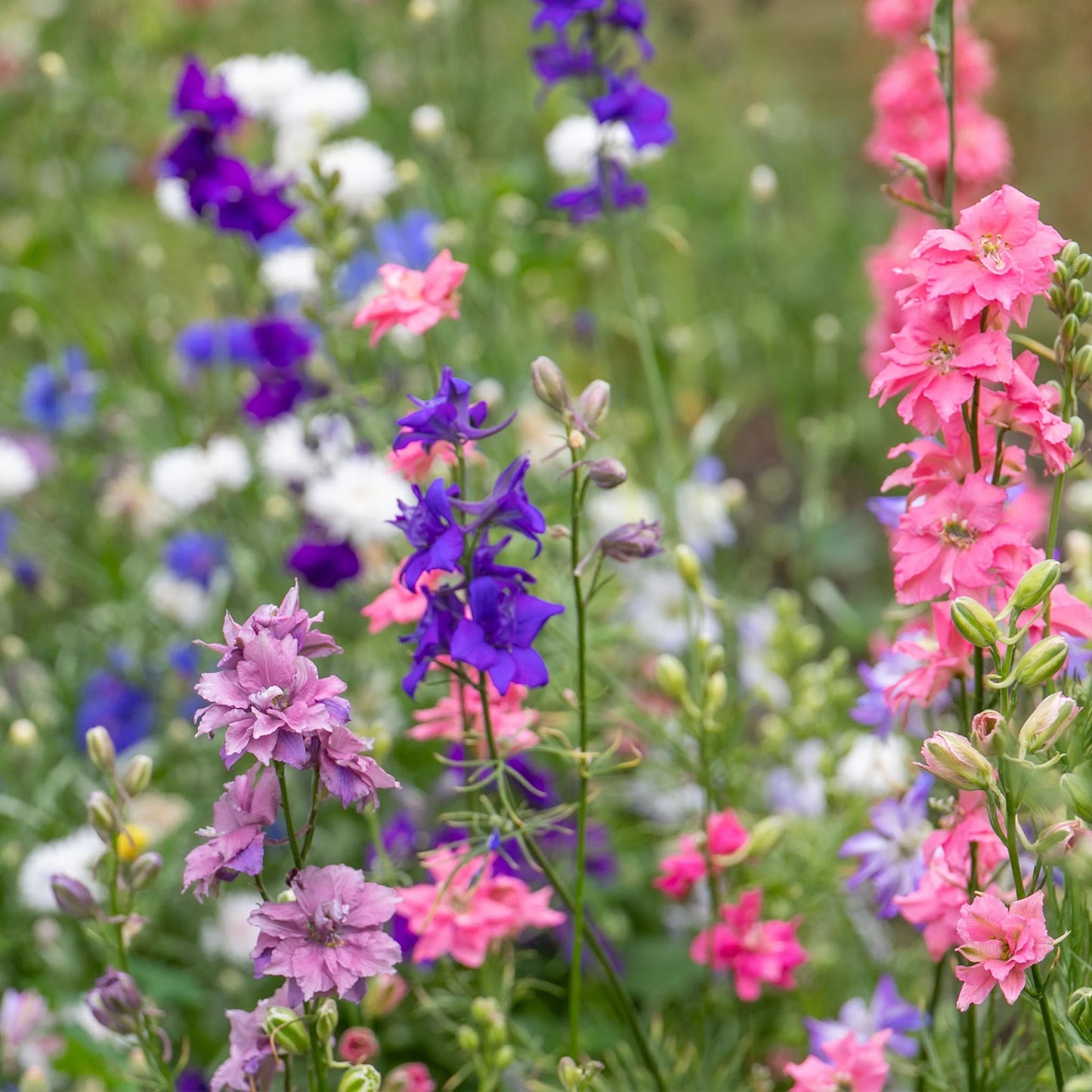 Larkspur Unwins Special Mix