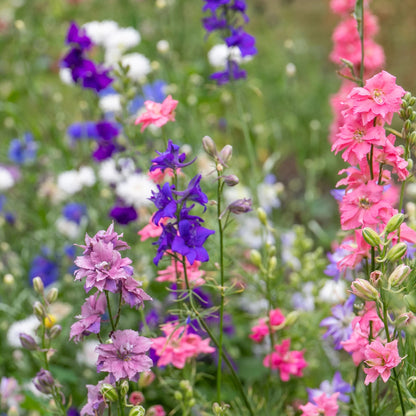 Larkspur Unwins Special Mix
