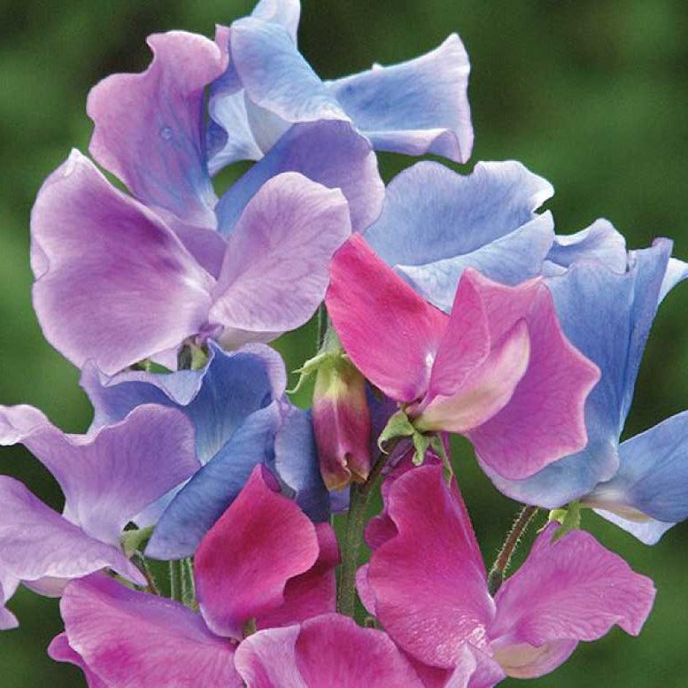 Sweet Pea Blue Shift