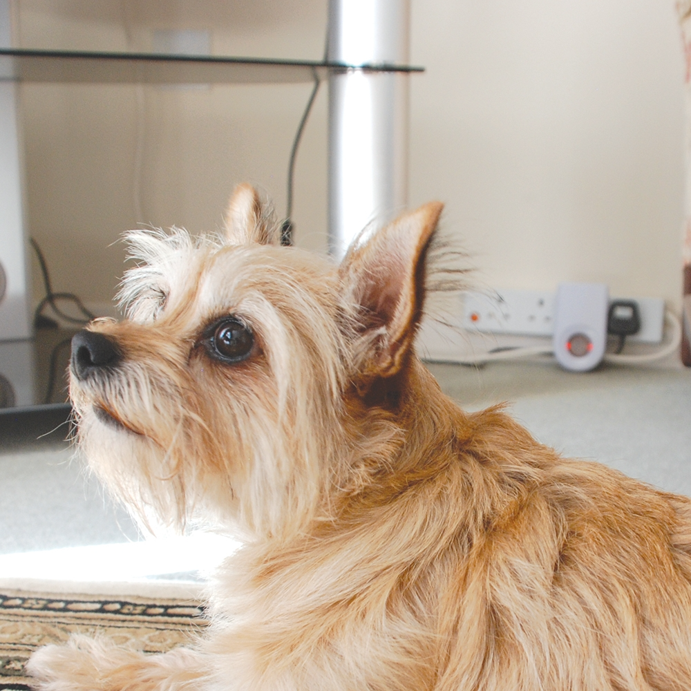 The Big Cheese Advanced Pest Repeller