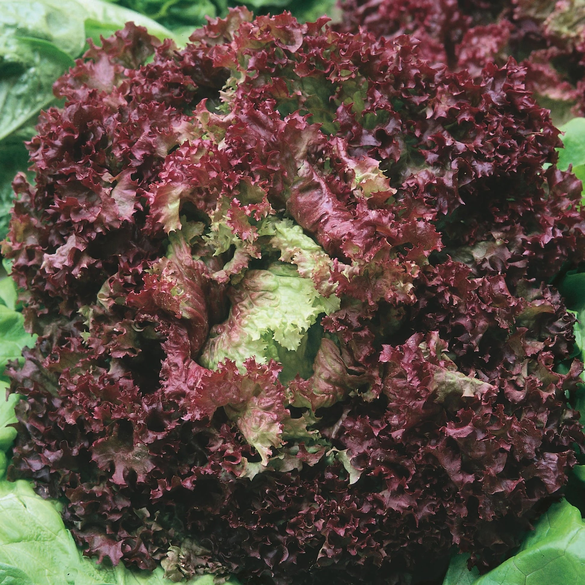 Lettuce (Looseleaf) Lollo Rossa