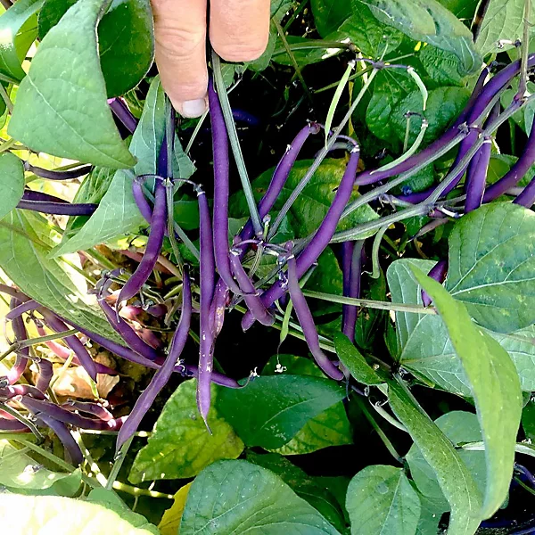 French Bean (Dwarf) Celine