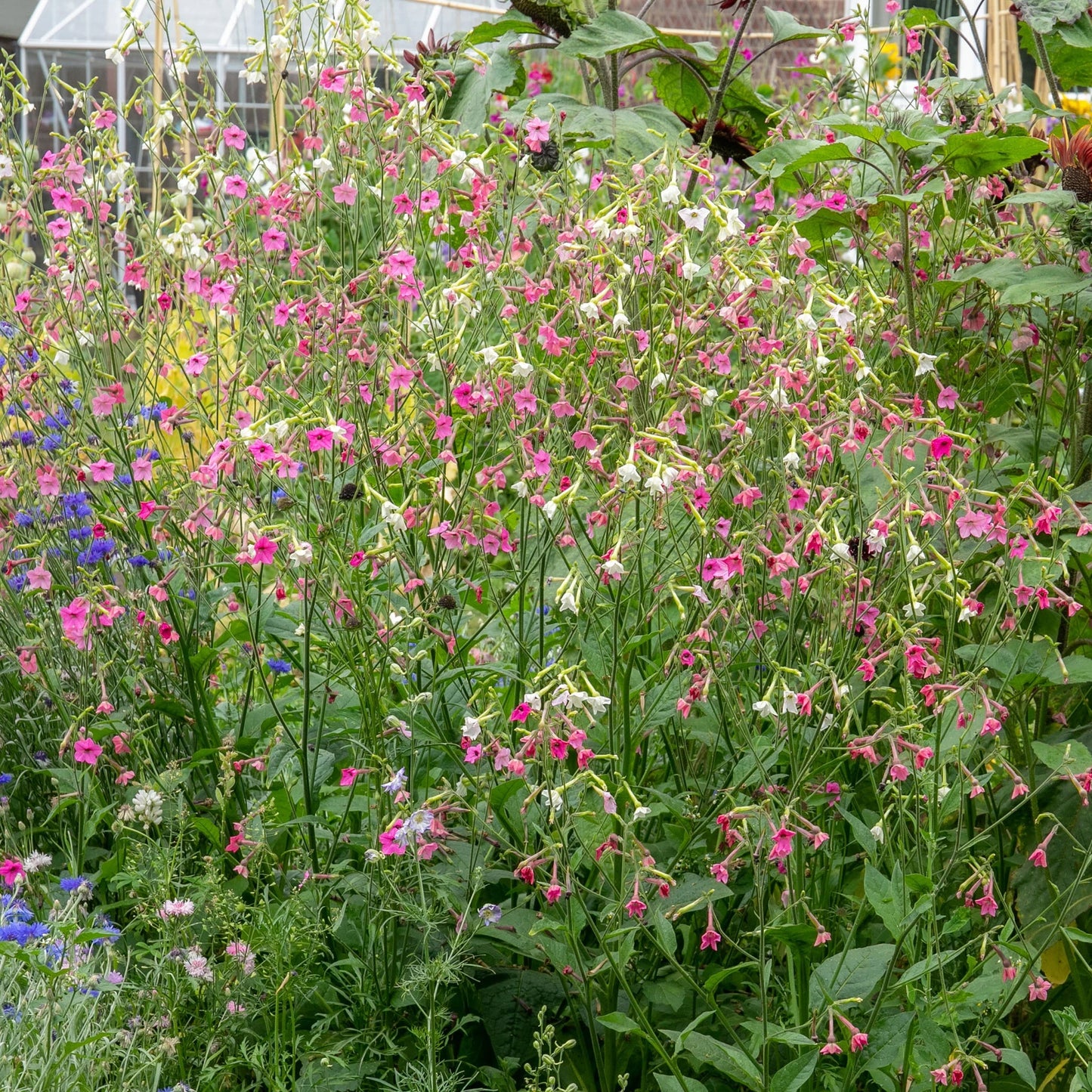Nicotiana Whisper Mix