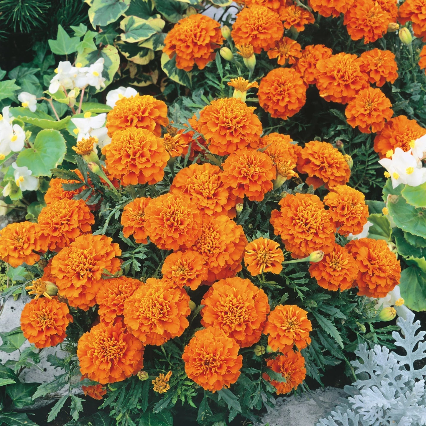 Marigold (French) Orange Winner