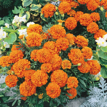 Marigold (French) Orange Winner