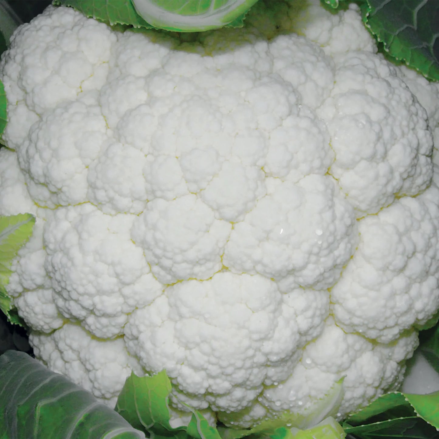 Cauliflower Skywalker F1