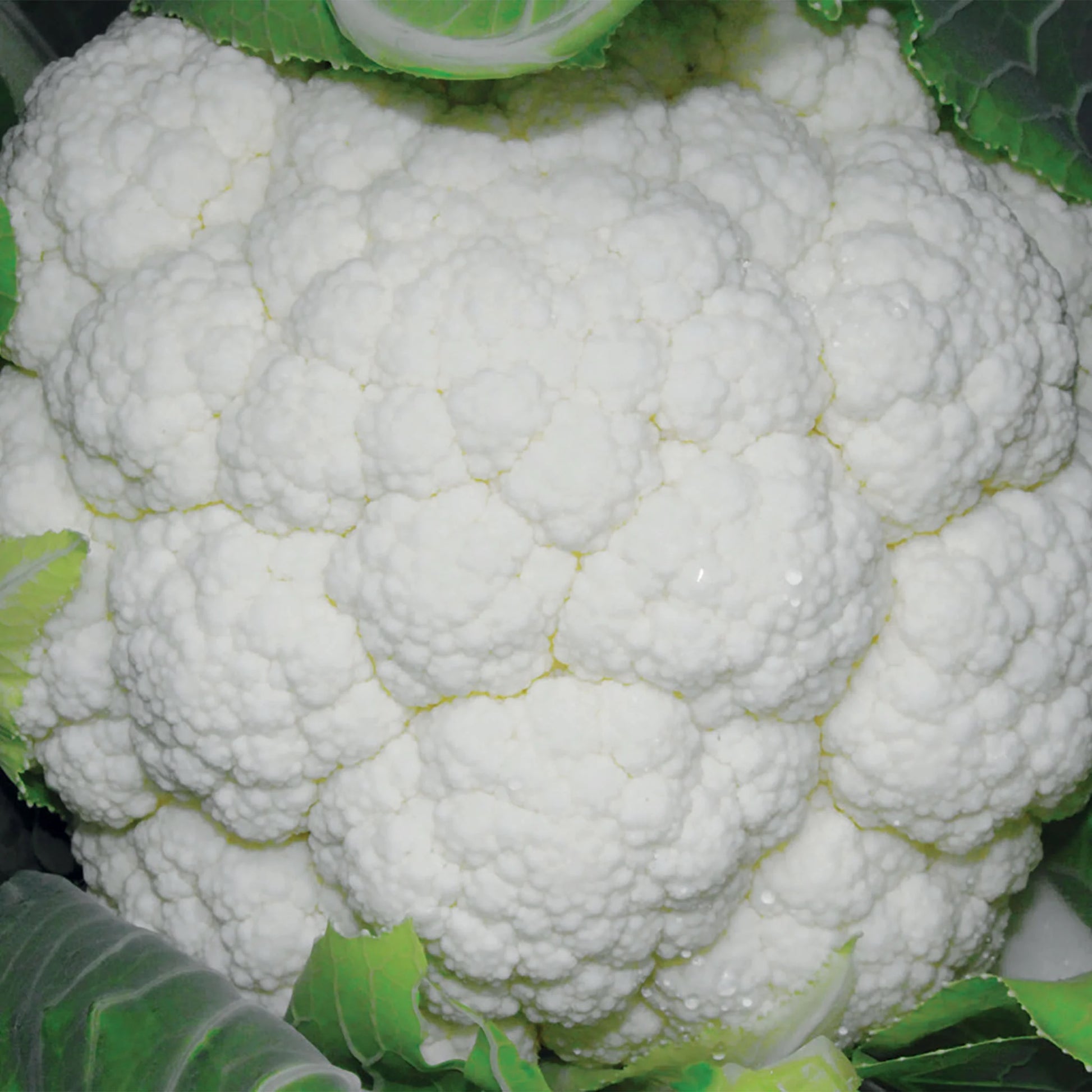 Cauliflower Skywalker F1