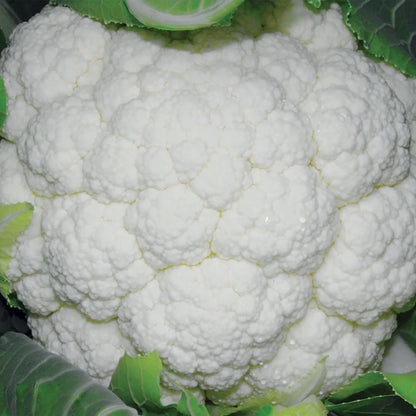 Cauliflower Skywalker F1