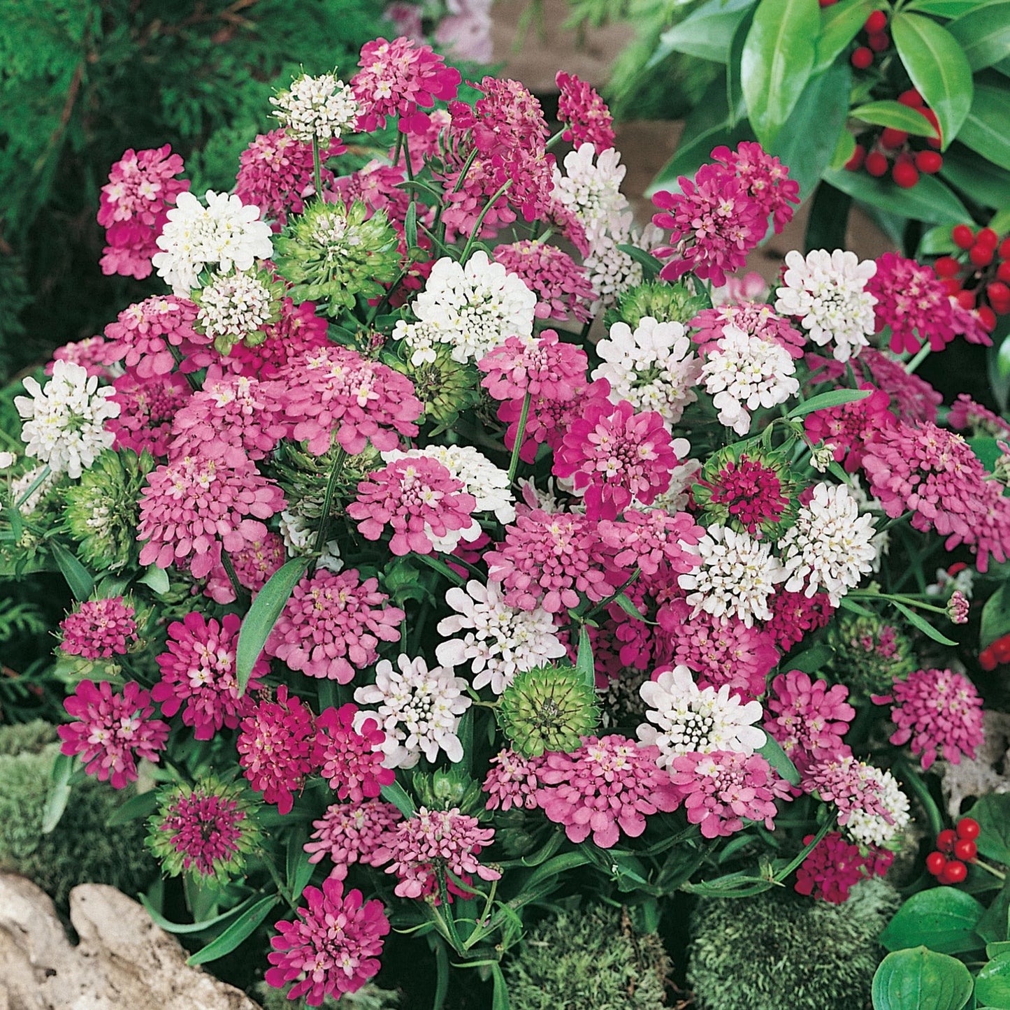 Unwins Summer Flowering Seed Bundle