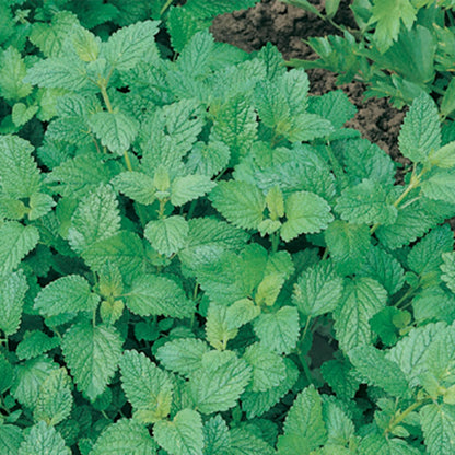 Herb Lemon Balm Melissa