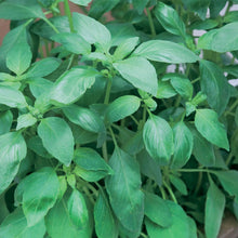 Herb Basil Sweet Green