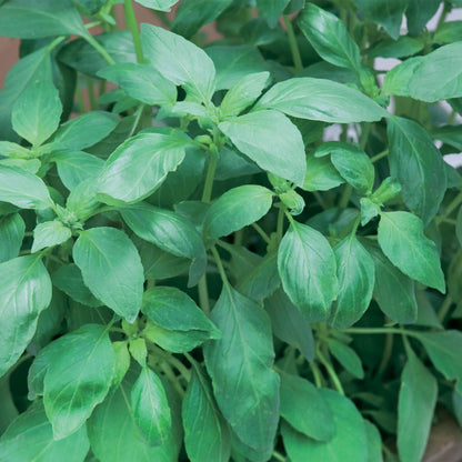 Herb Basil Sweet Green