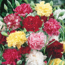 Carnation Early Flowering Mix