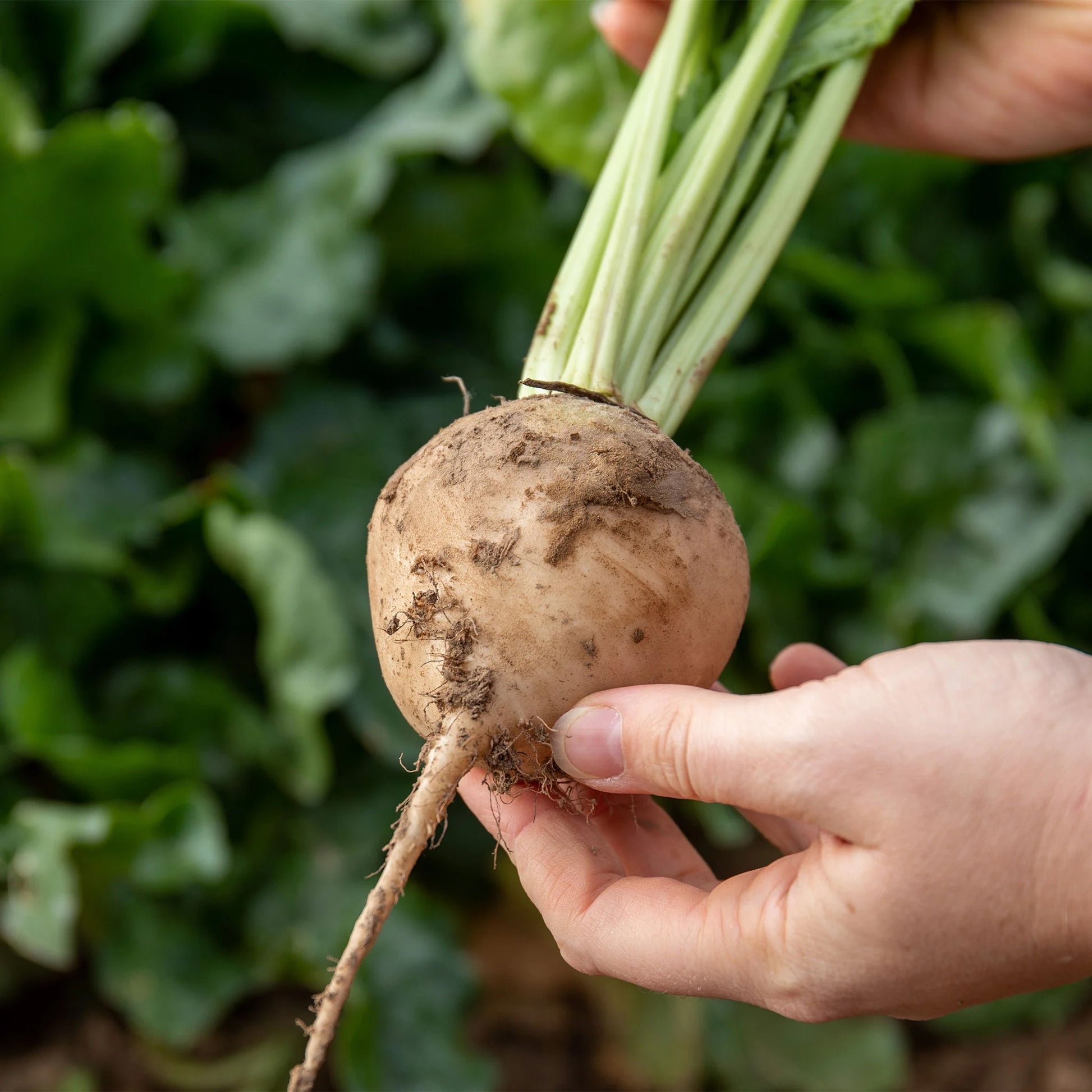 Beetroot Avalanche F1