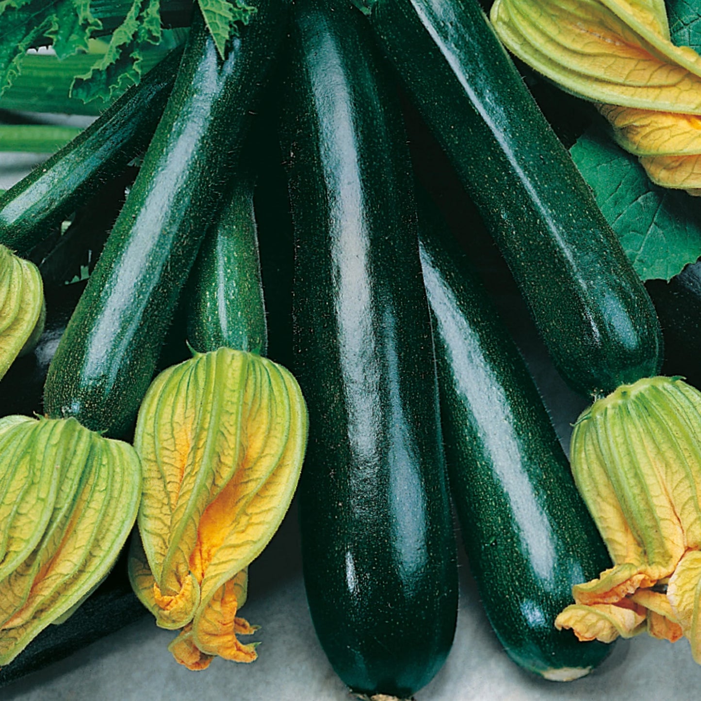 Unwins Seeds - Organic