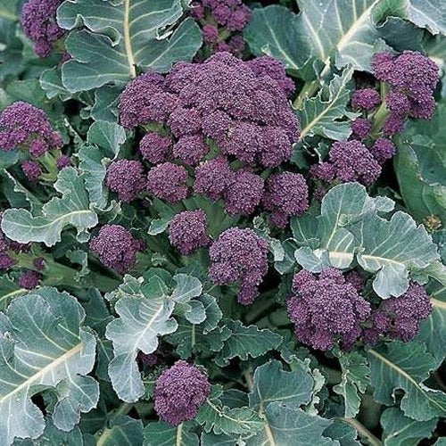 Unwins Brassica Family Seed Bundle