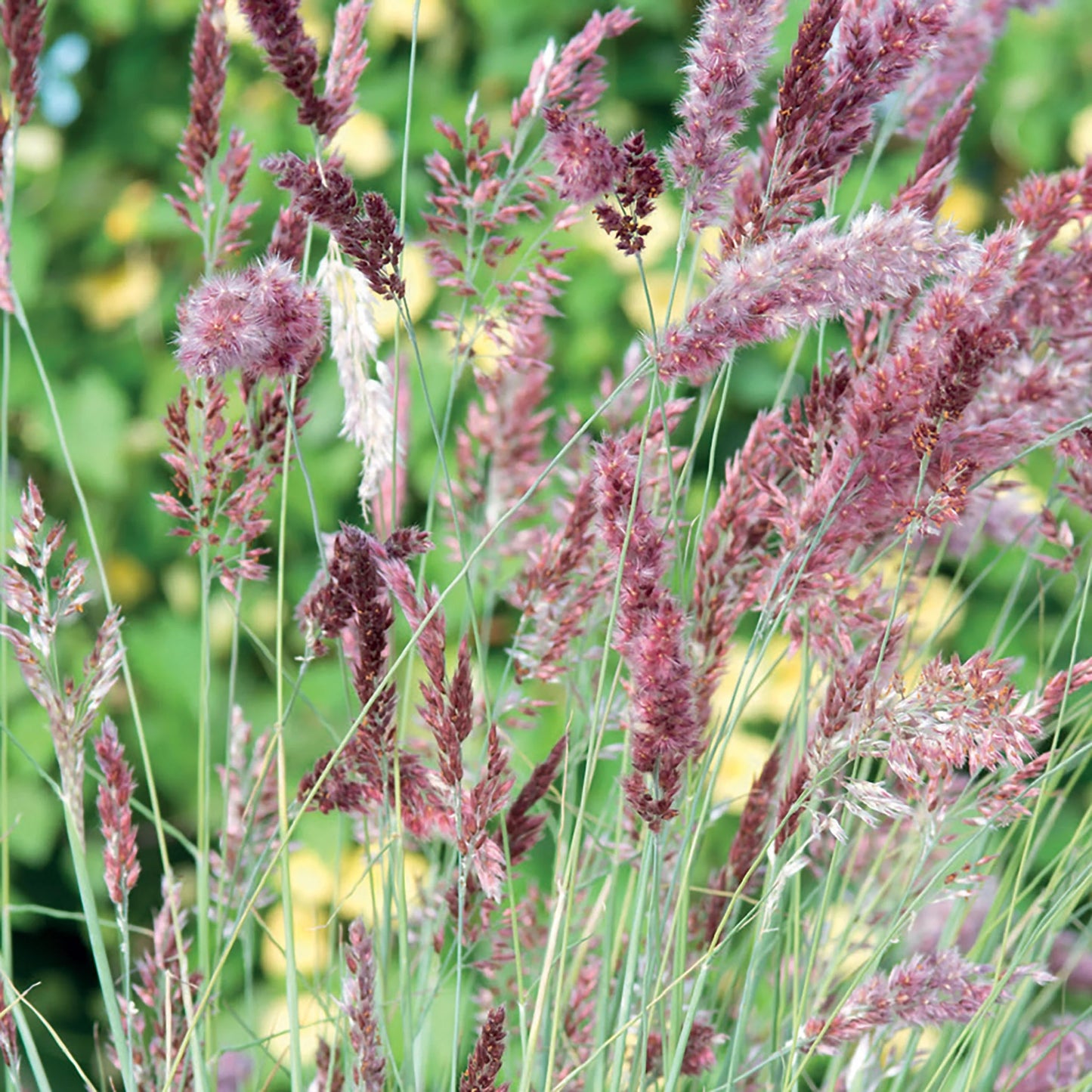 Ornamental Grass Melinis Karoo Queen