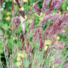 Ornamental Grass Melinis Karoo Queen