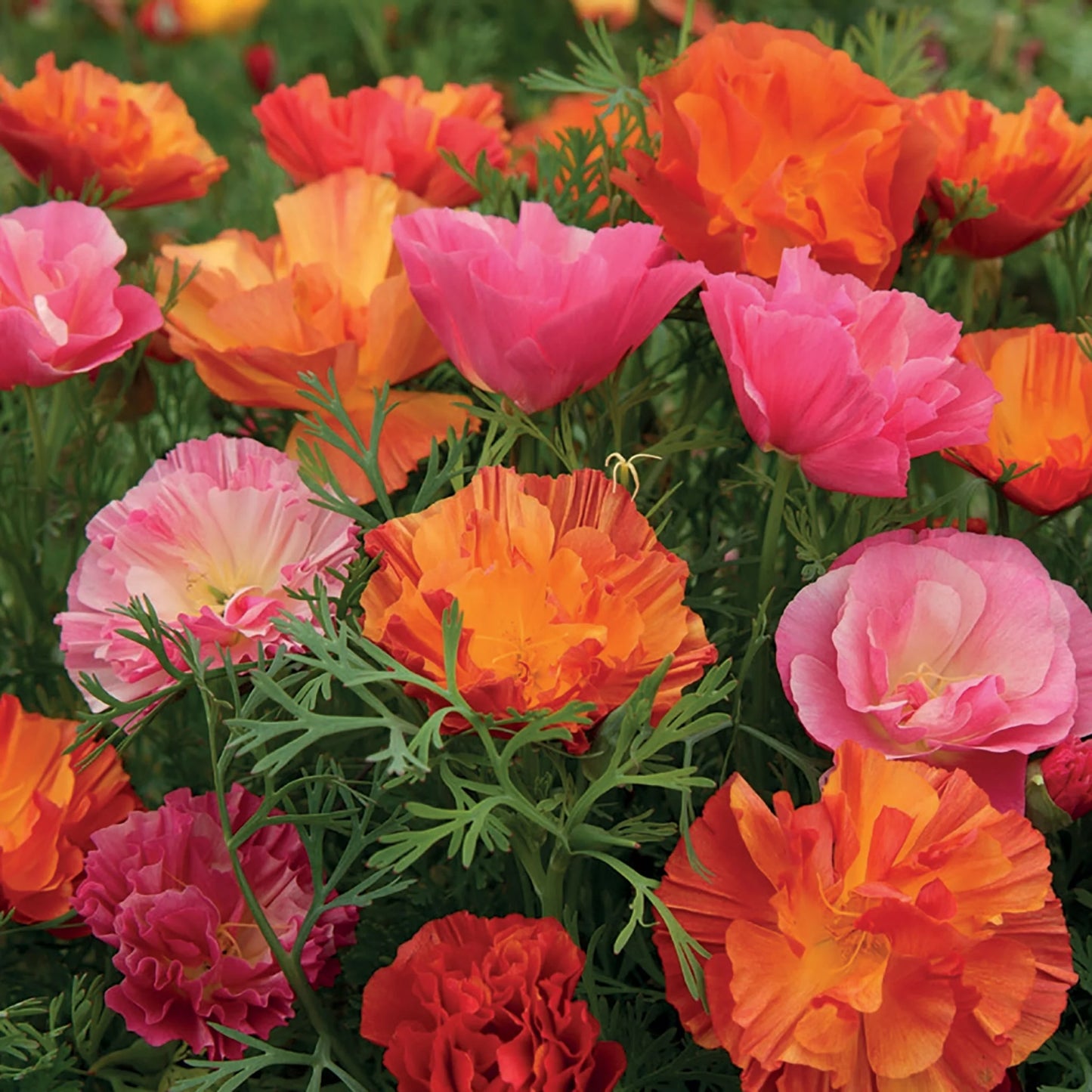 Poppy (Californian) XL Jelly Beans