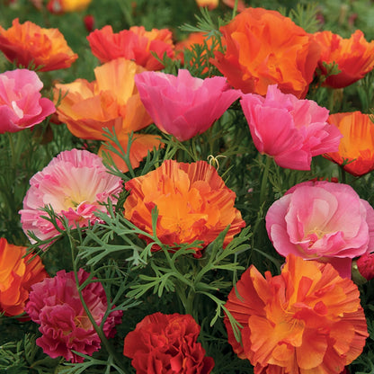 Poppy (Californian) XL Jelly Beans